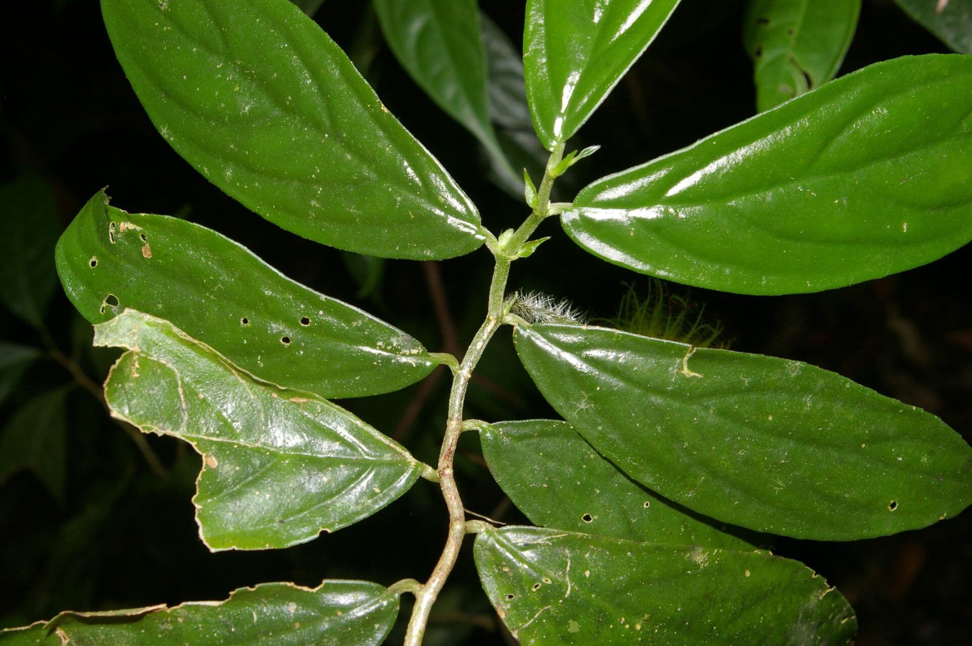 Columnea 14