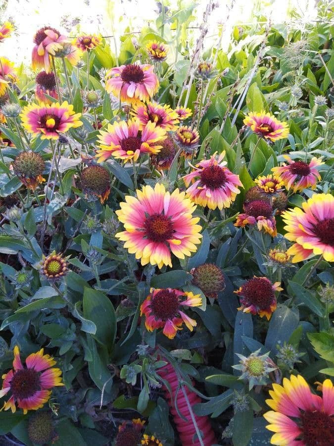 Gaillardia aristata 11