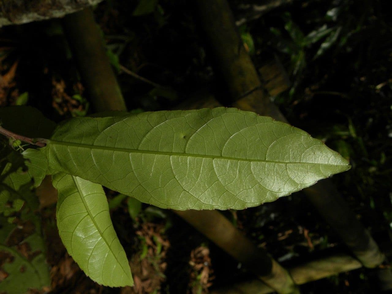 Acalypha 12