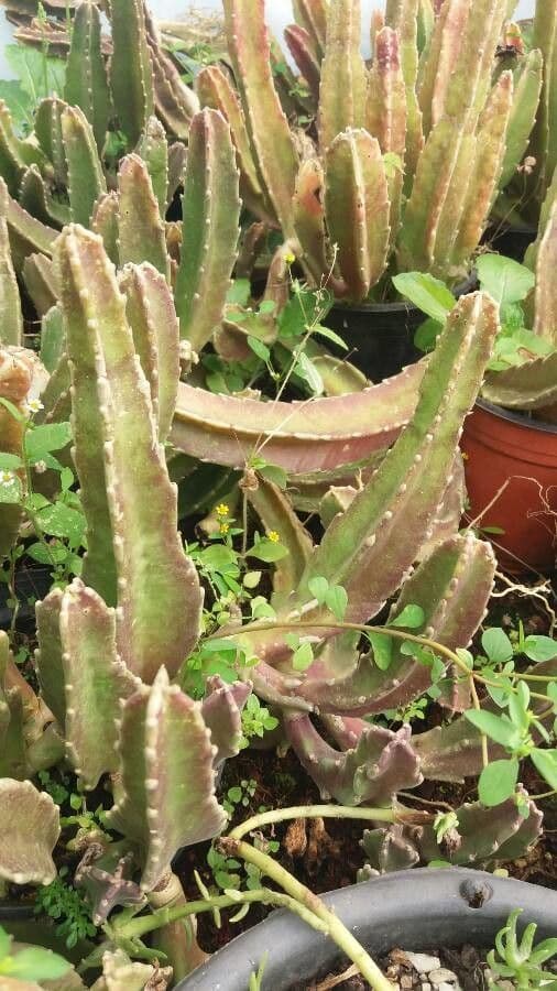 Stapelia gigantea 13