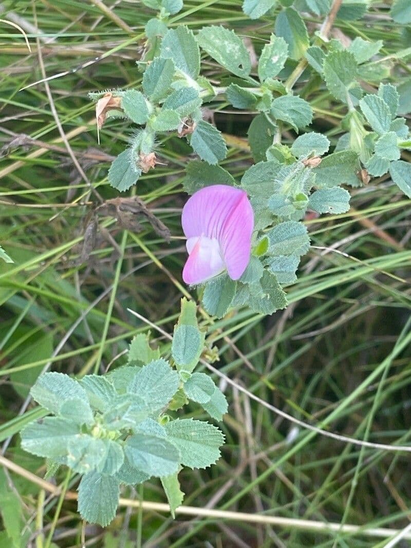 Ononide spinosa 19