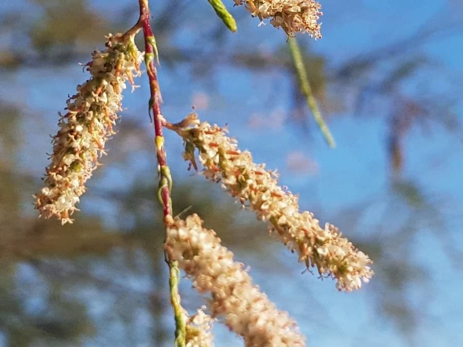 Tamariška africká 7