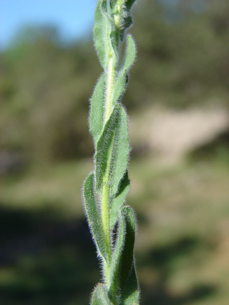 Lepidium 20