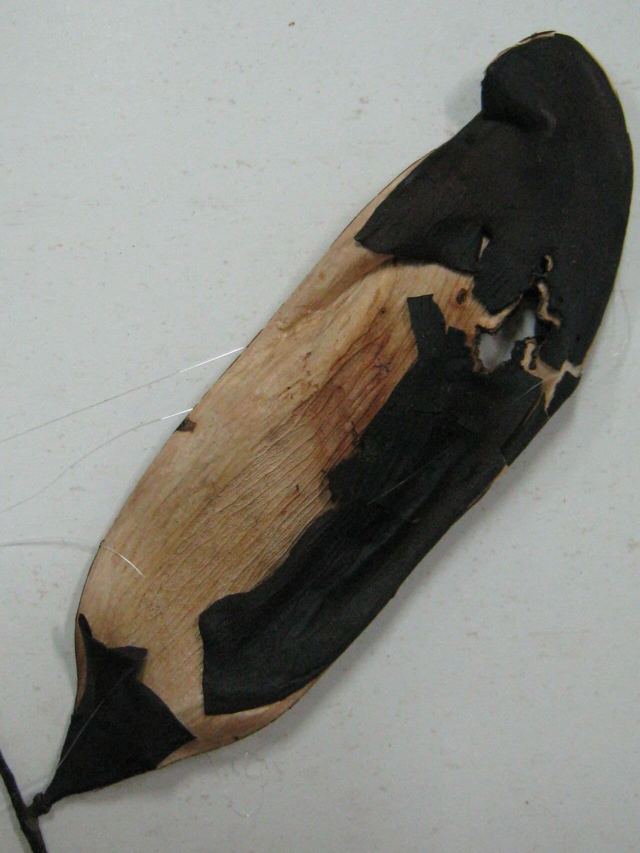Tachigali 6