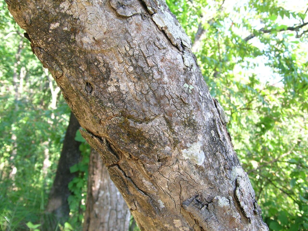 Myrobalán chebulový 15