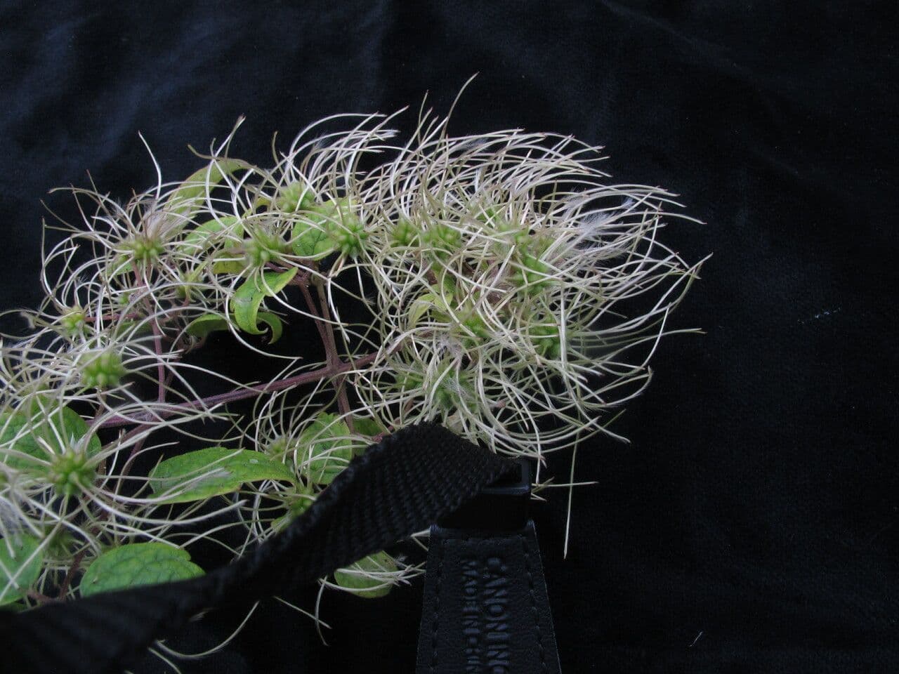 Clematide profumata 3