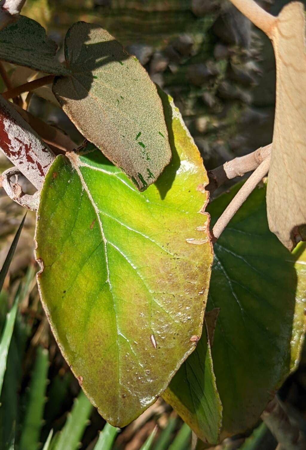 Begonia 3