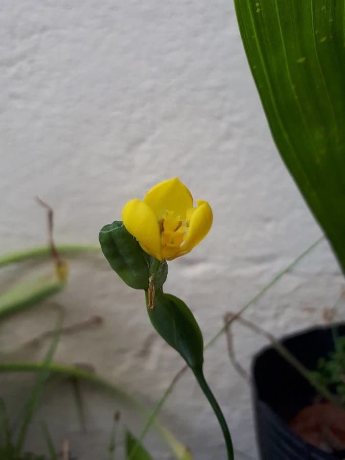 Cipura