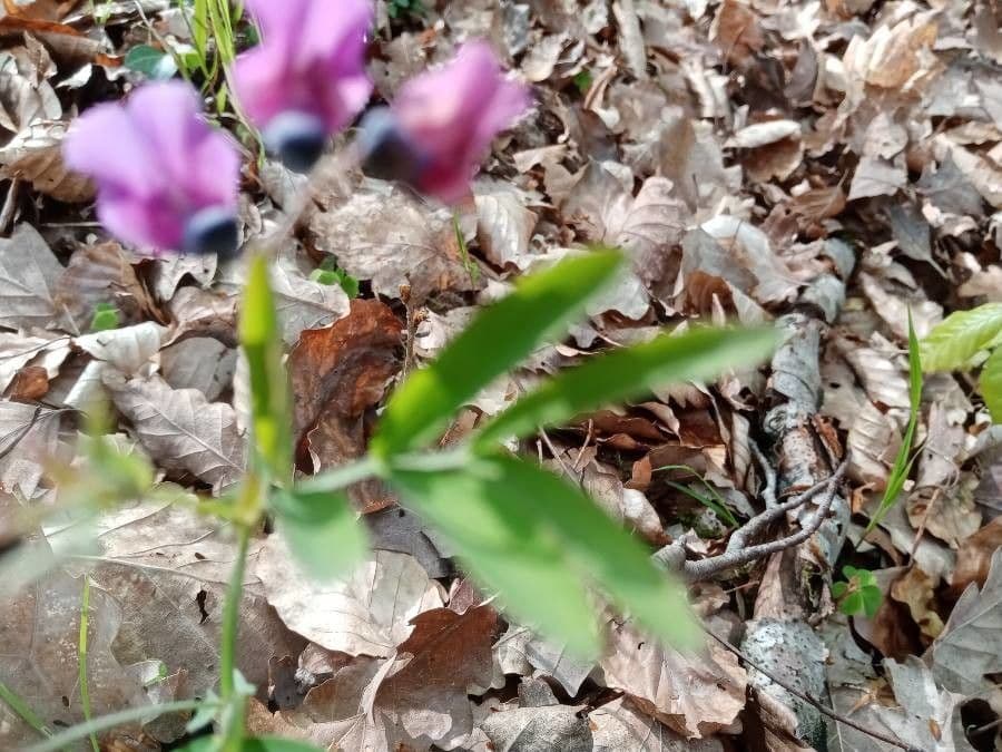 Groszek skrzydlasty 15