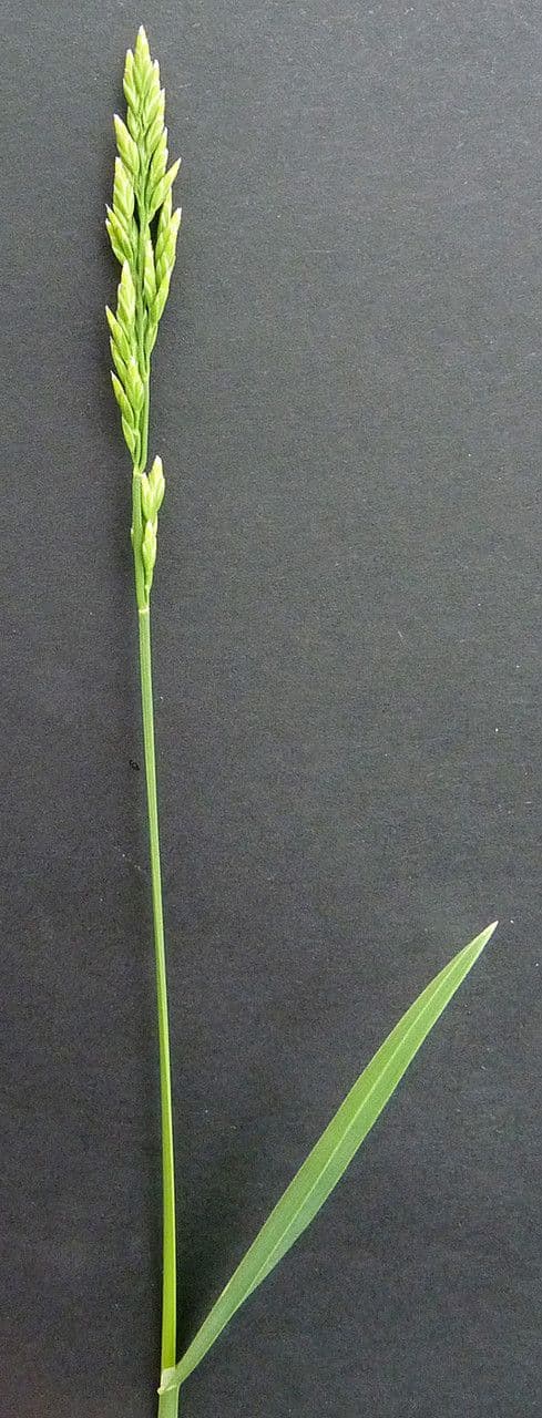 Fienarola compressa 28