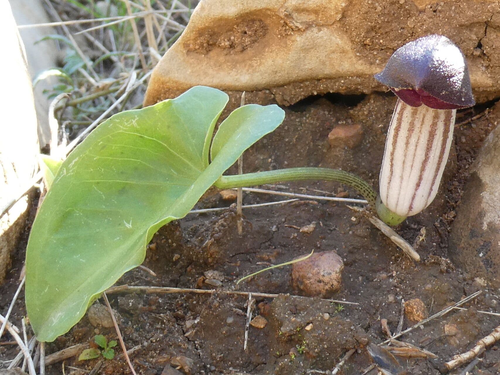Arisarum 19