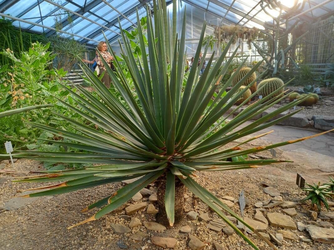 Drachenbaum 2