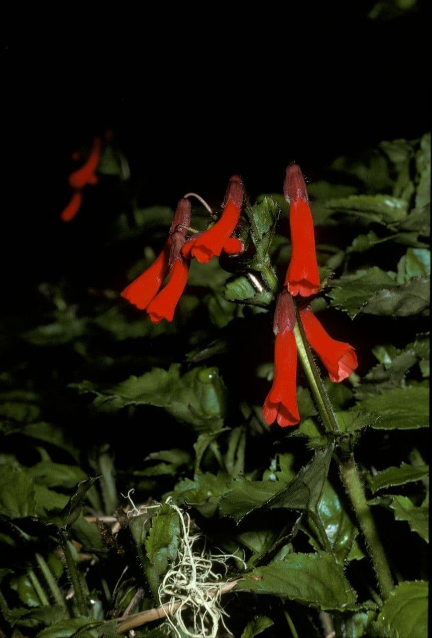 Ourisia 3
