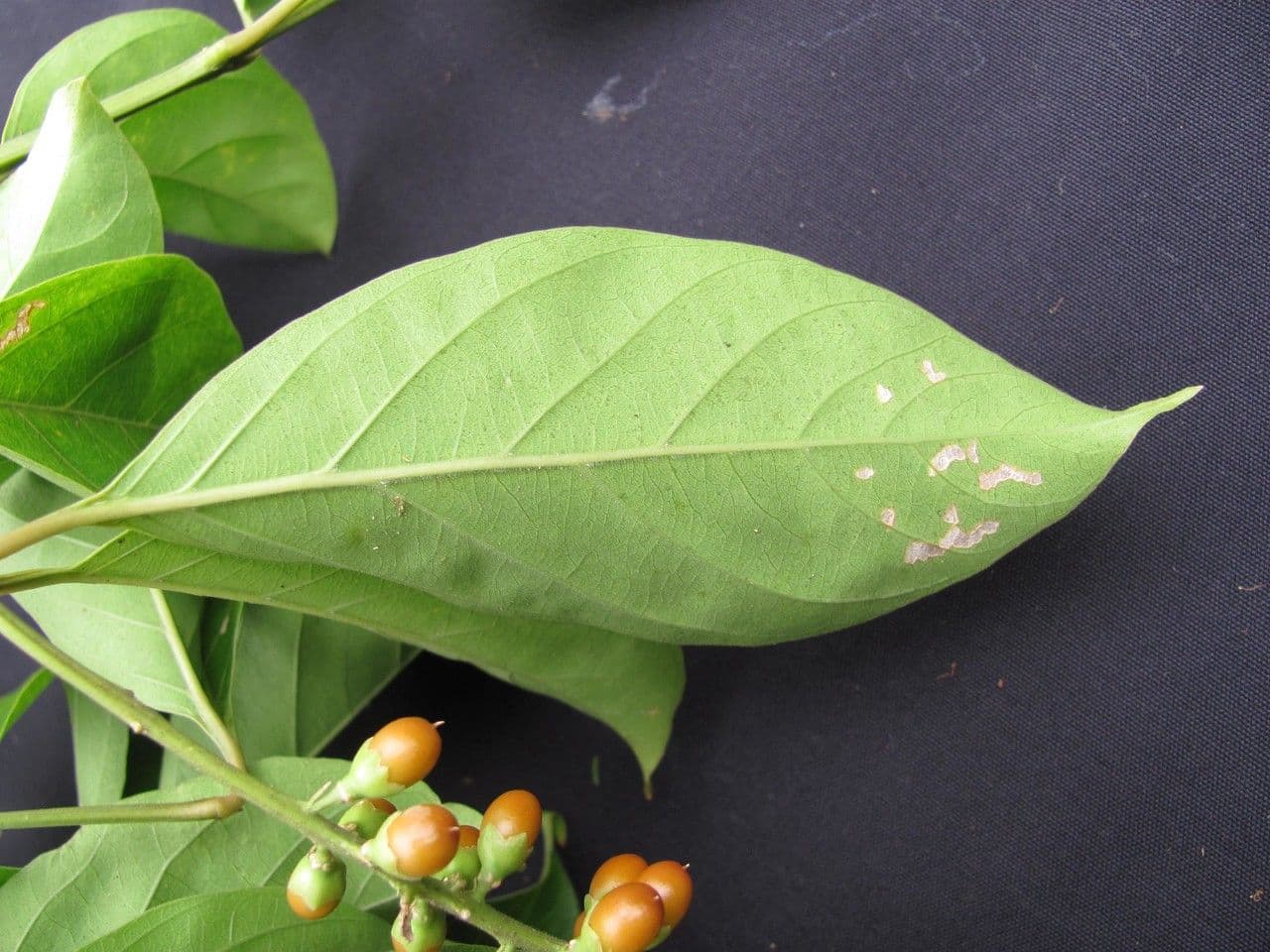Citharexylum 5