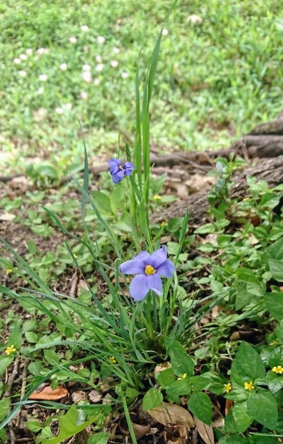 Blaublüten