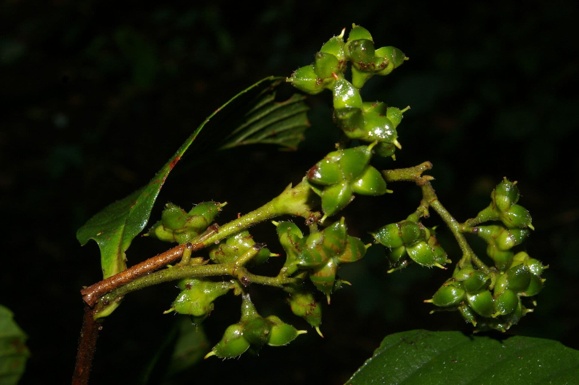 Tetracera