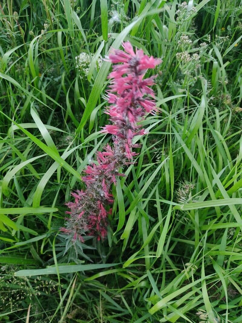 Pontechium maculato 3