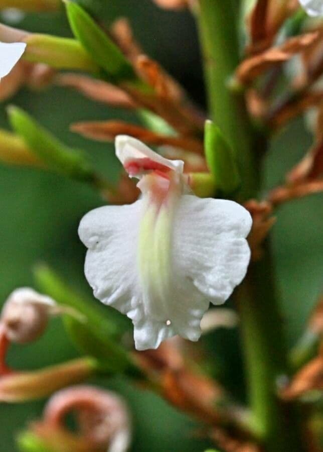 Alpinia blu 4