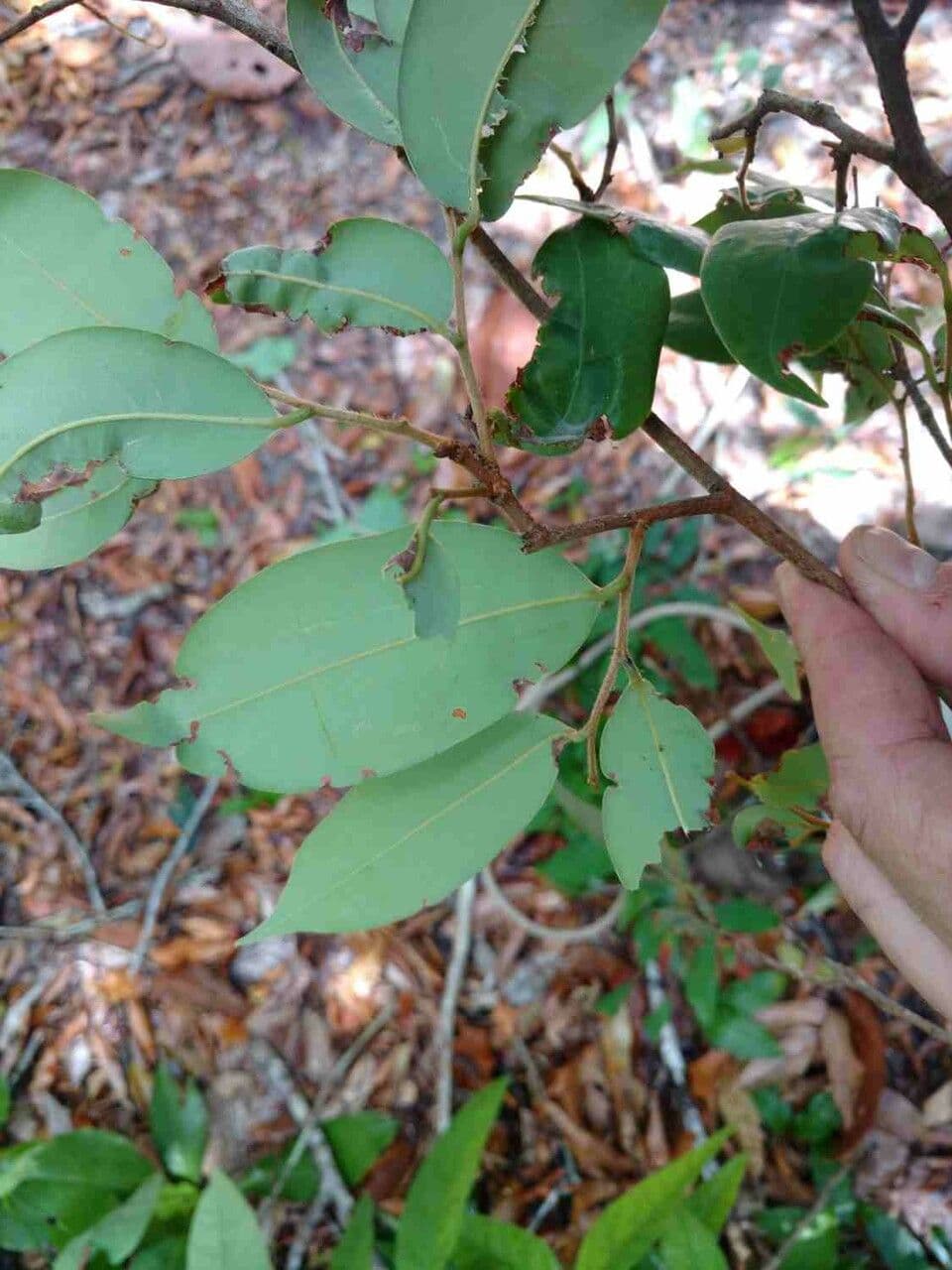 Xylopia 5