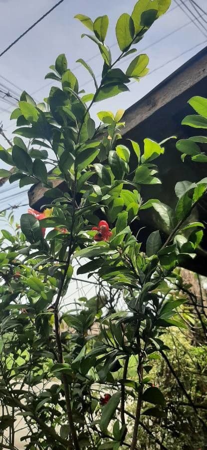 Ochna serrulata 17