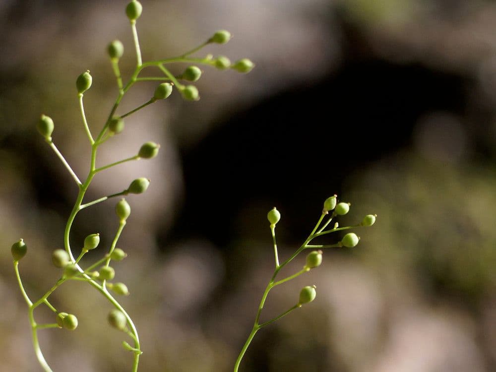 Coclearia sassifraga 23