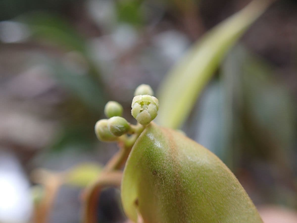 Cryptocarya 4