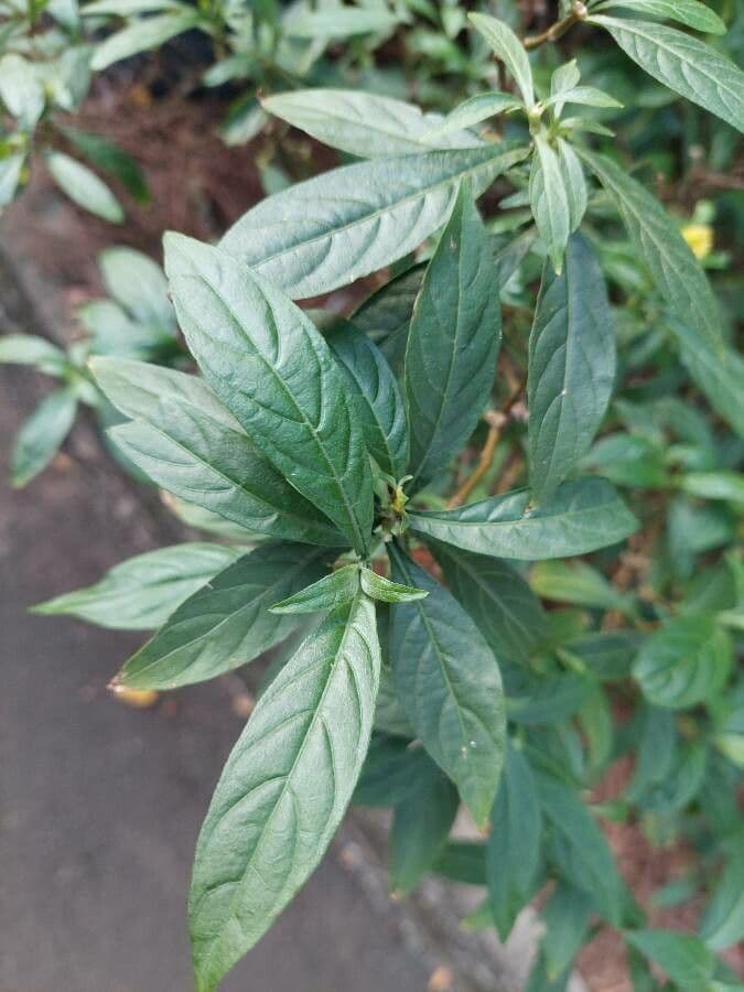 Pachystachys 13