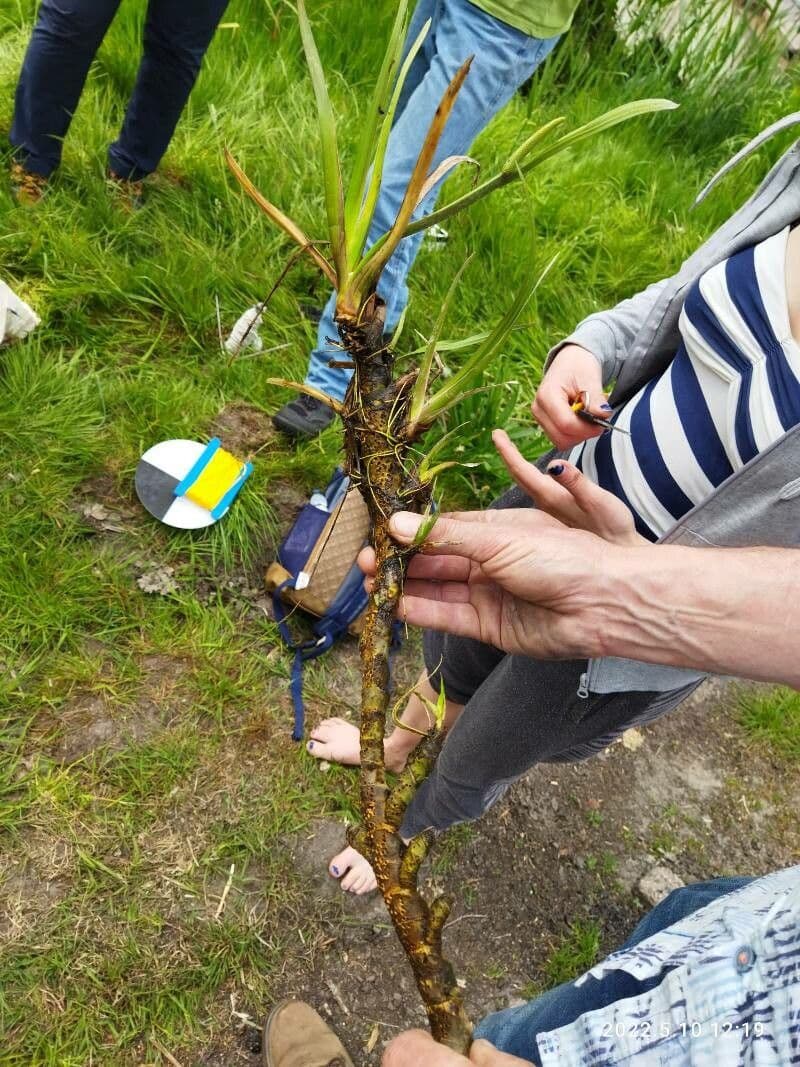 Calamo aromatico 21