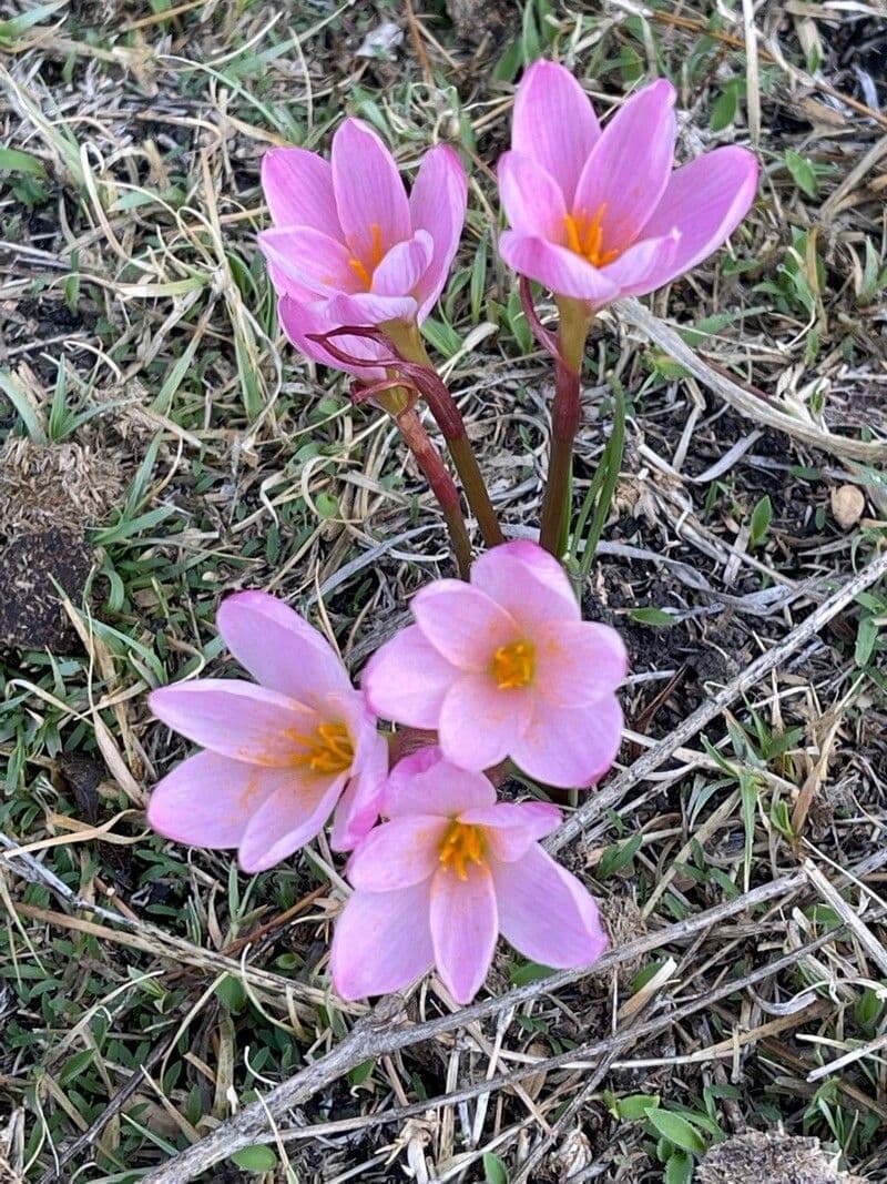 Zephyranthes 5