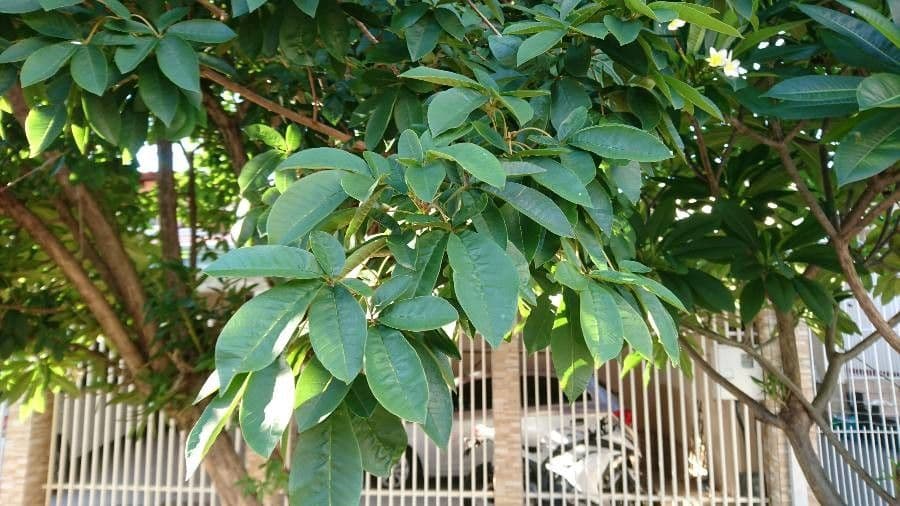 Vitex megapotamica 13