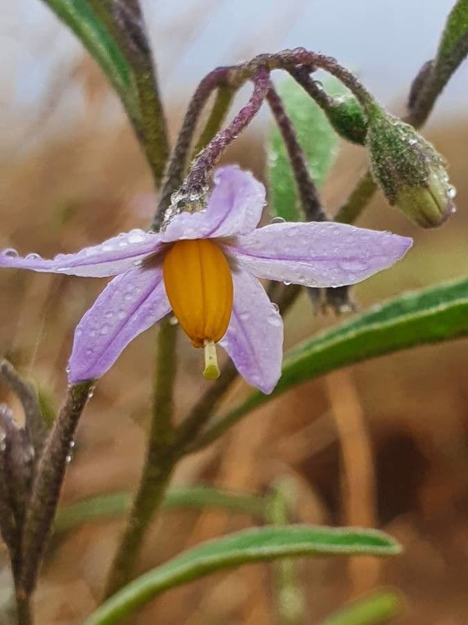Solanum 8
