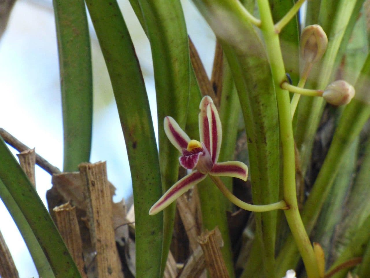 Cymbidium aloelistne 3