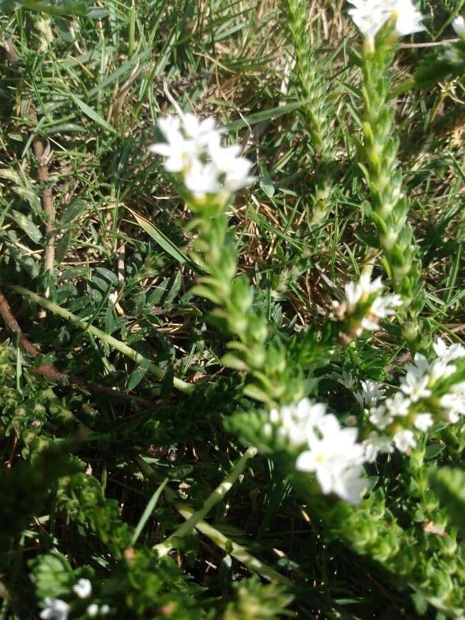 Euploca polyphylla 10