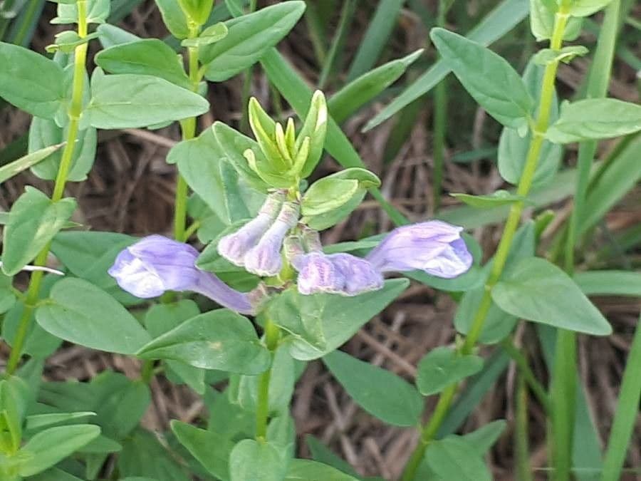 Scutellaria hastata 3