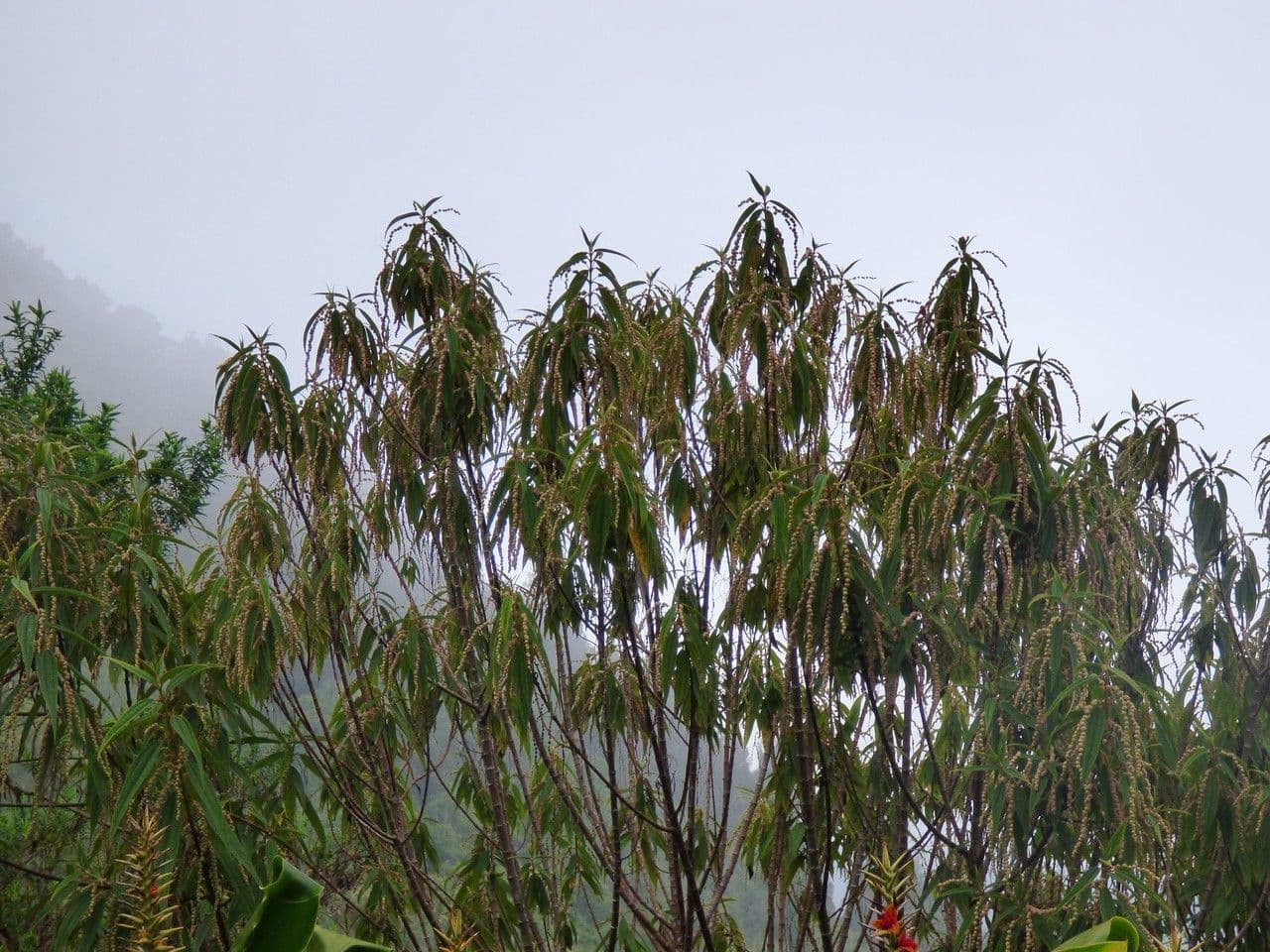 Ortica falsa pendula 13