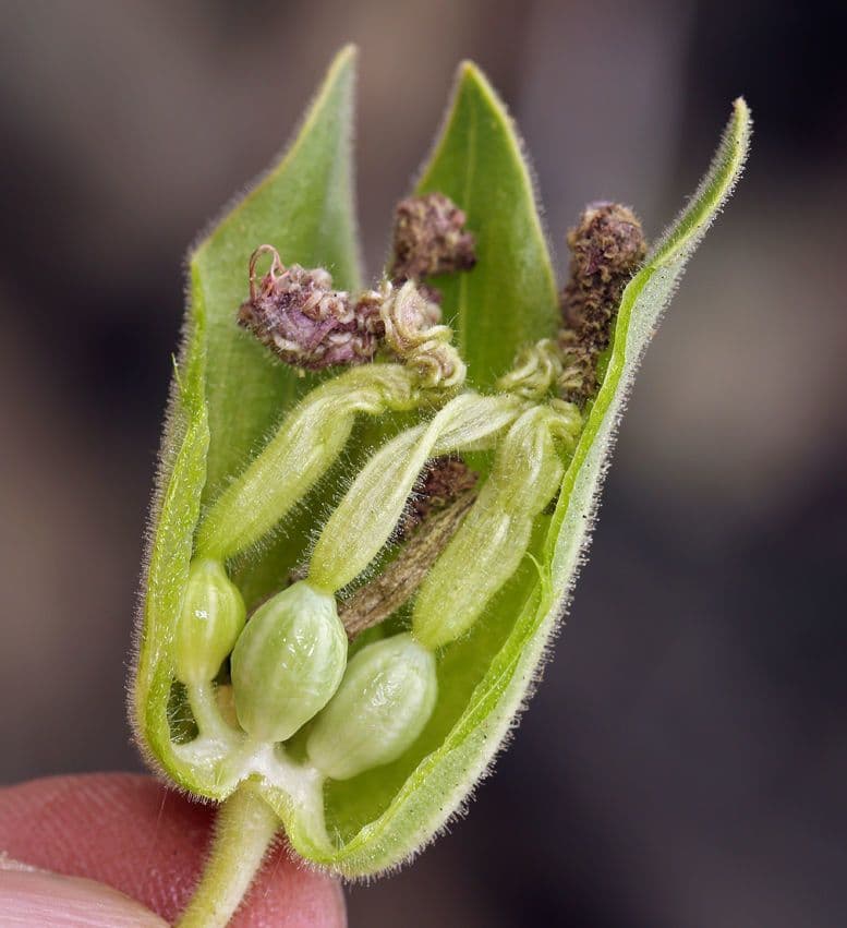 Mirabilis