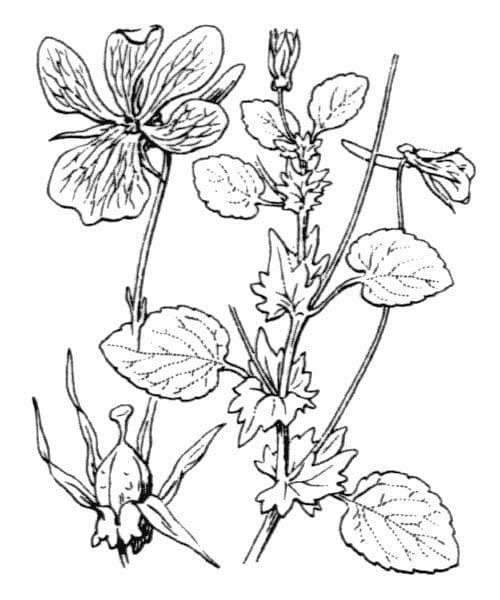 Bedding pansy 21