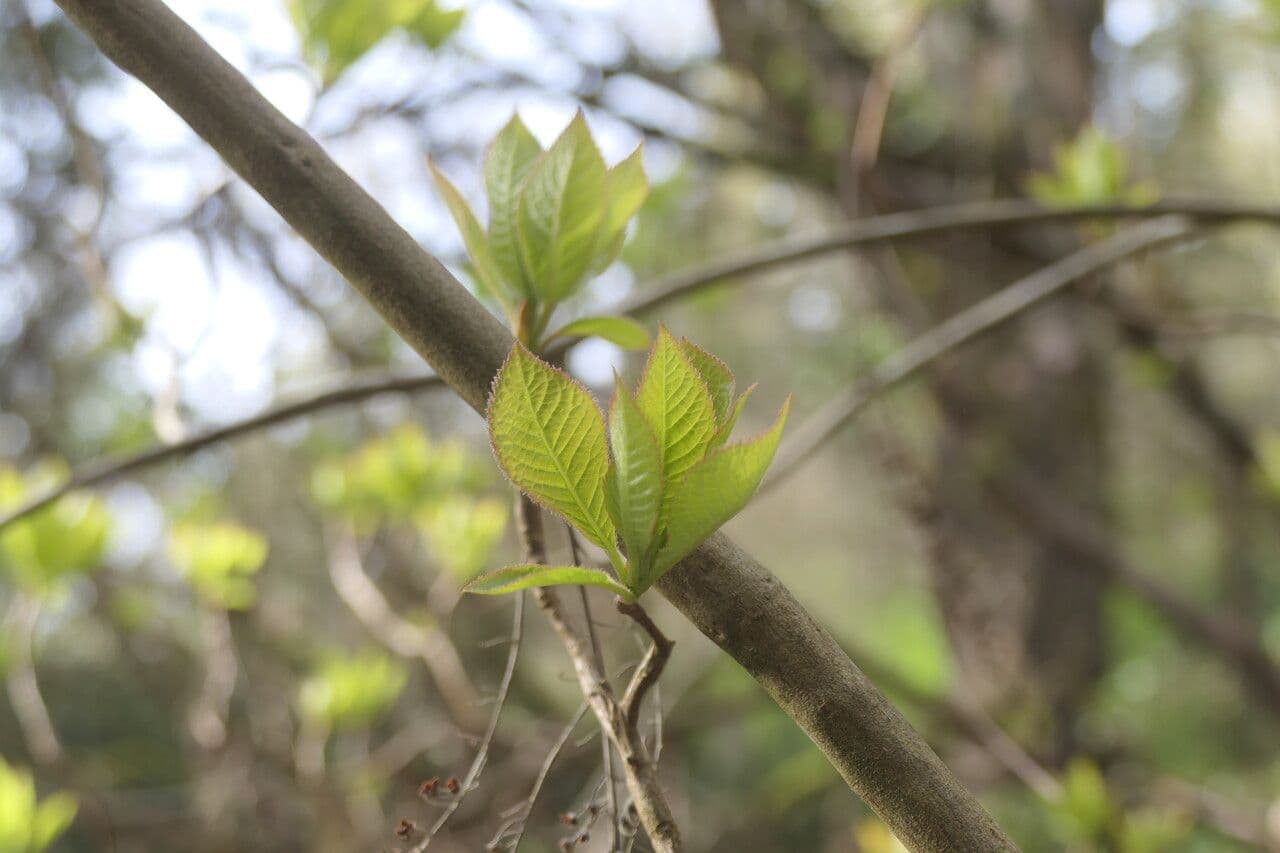 Clethra