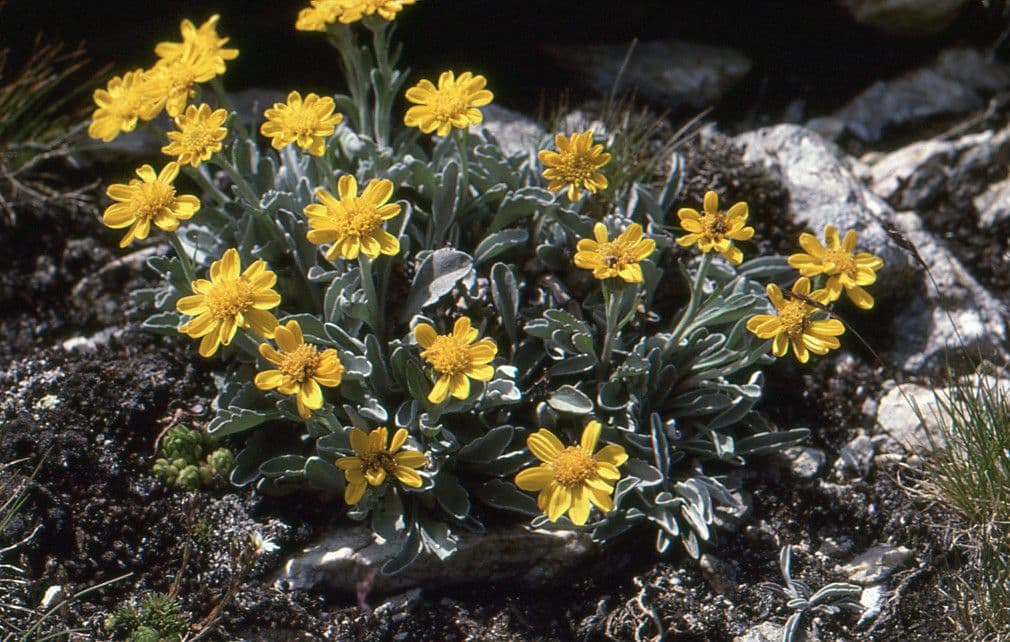 Senecio 9