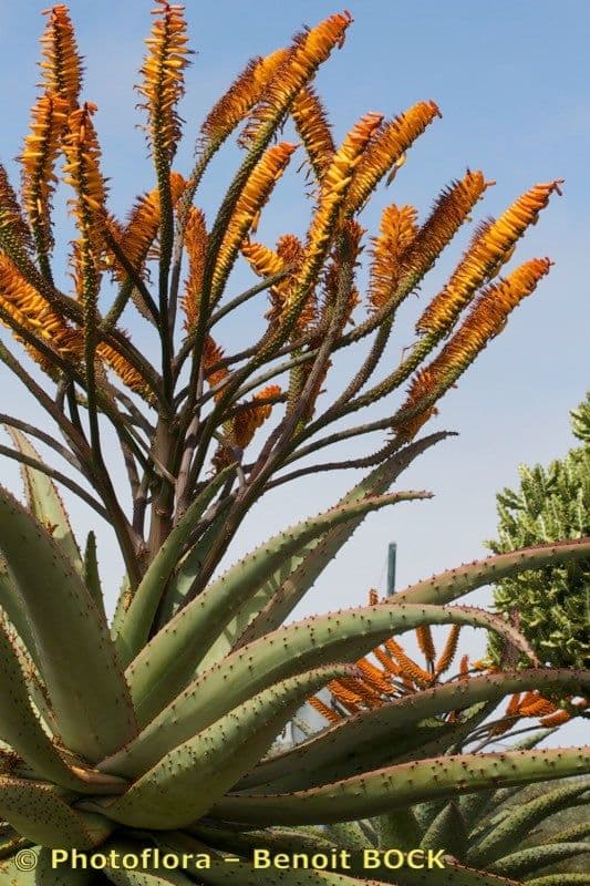 Transvaal-Aloe 21