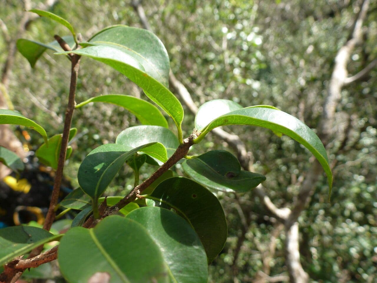Pouteria 6