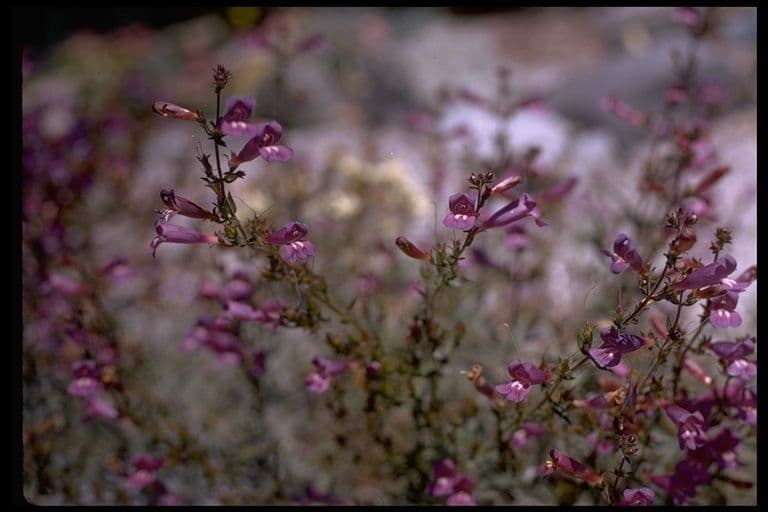 Penstemon azzurro 2