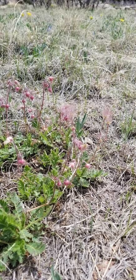 Geum triflorum 4