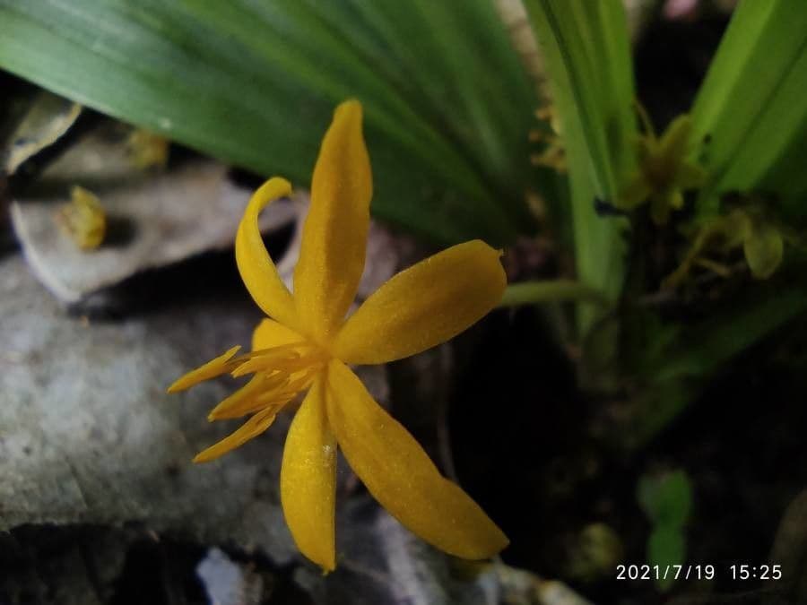 Curculigo 5