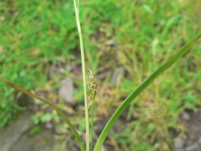 Carex depressa 4