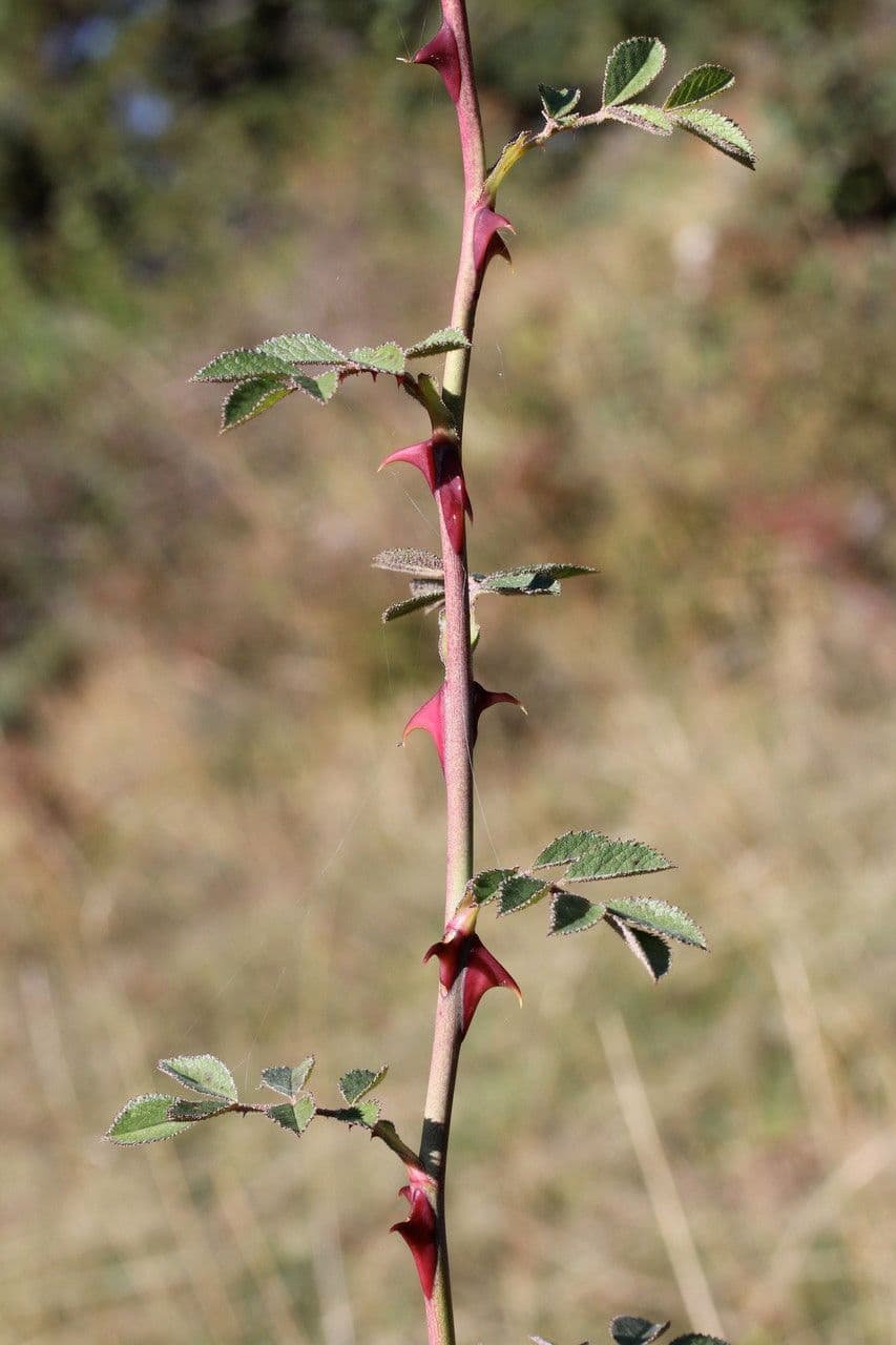 Acker-Rose 24