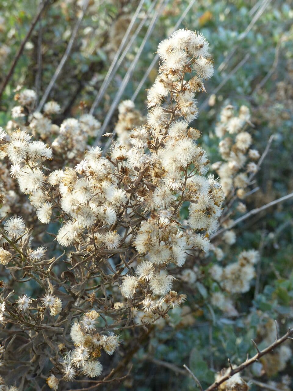 Bayonner Greiskraut 27