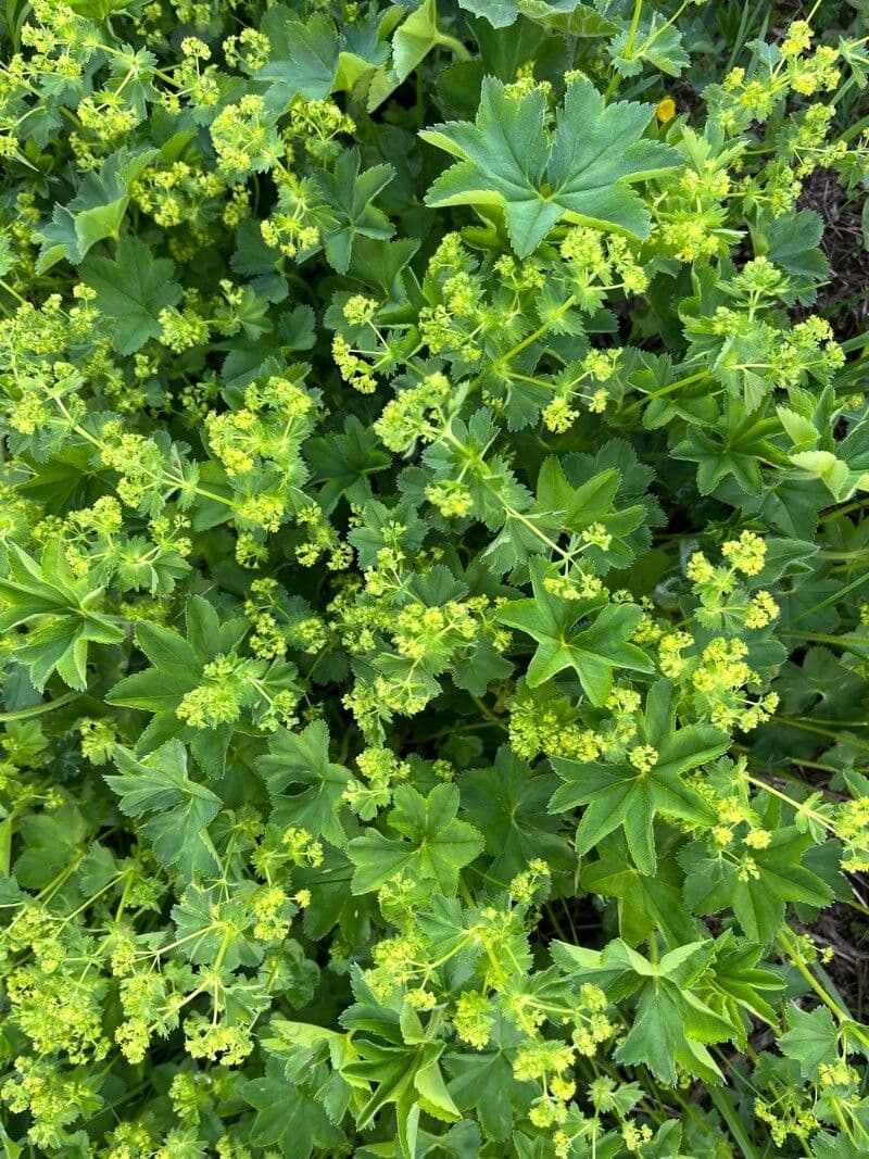 Alchemilla comune 10