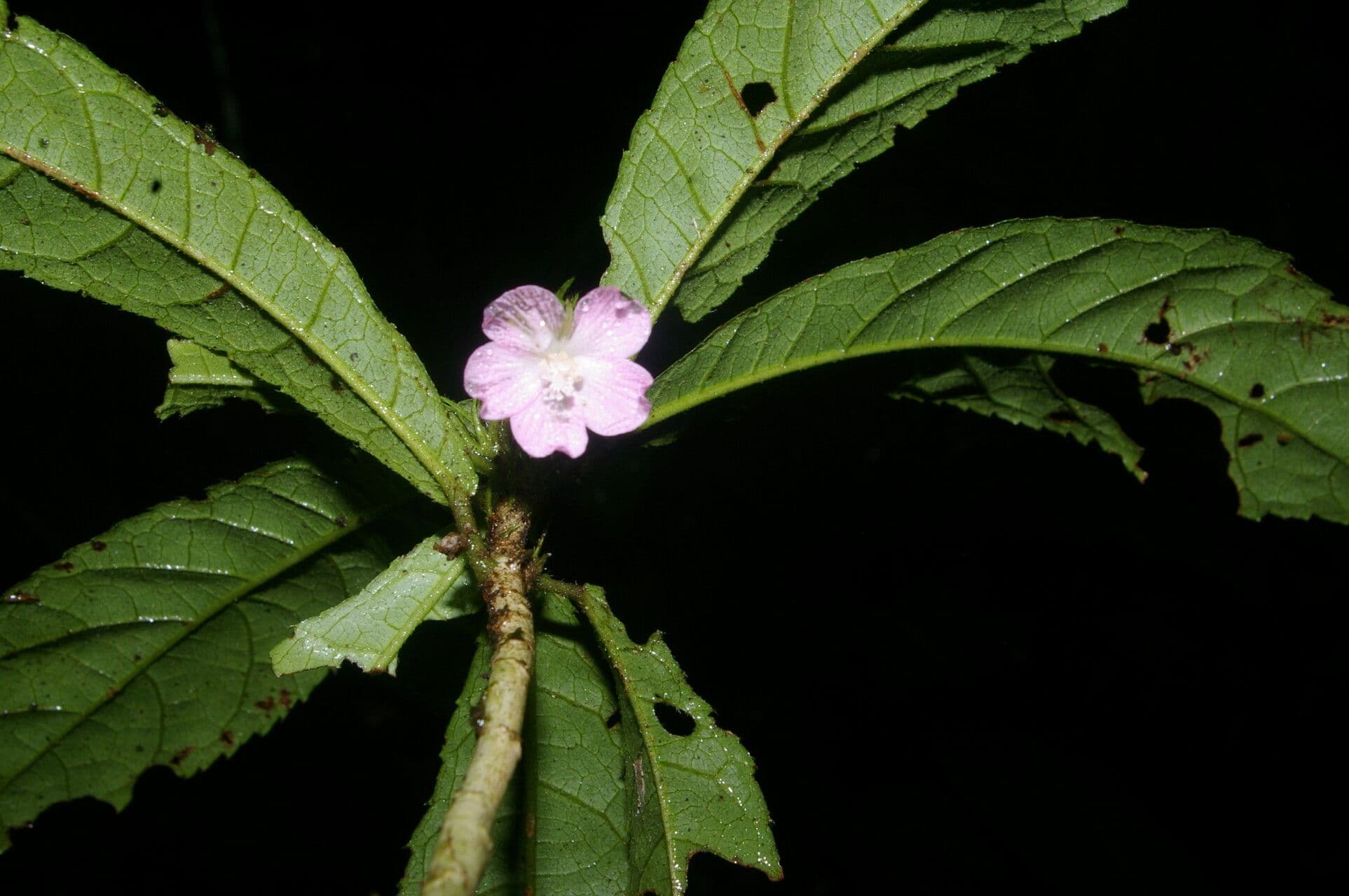 Pavonia 3