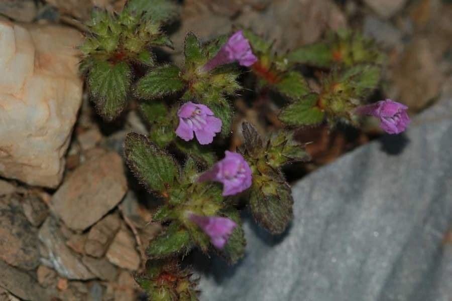 Canapetta pirenaica